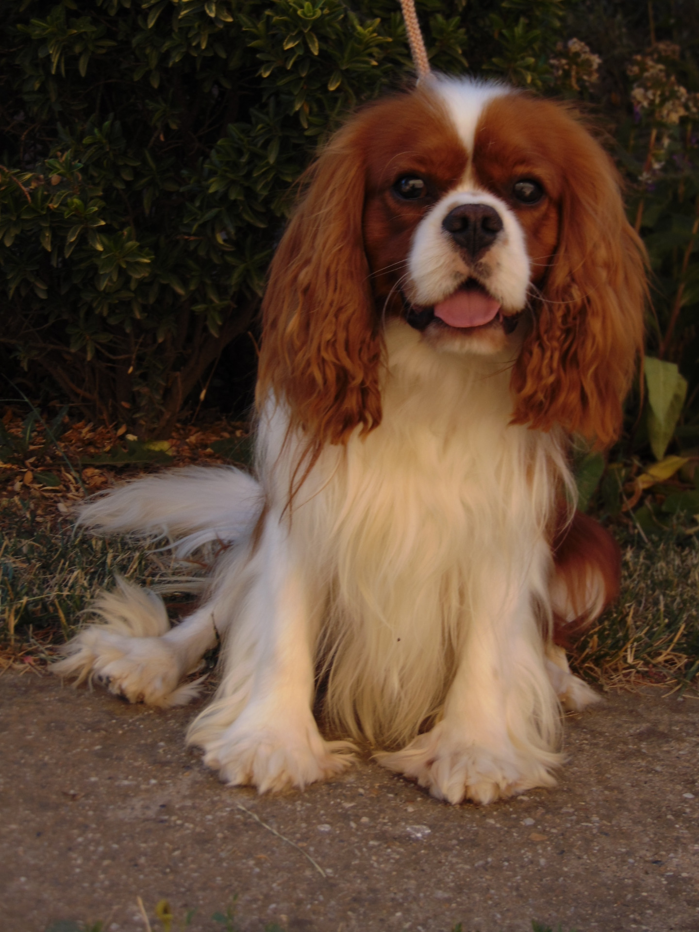 Erdőszéli Ezüstcsillag Excellent Choice